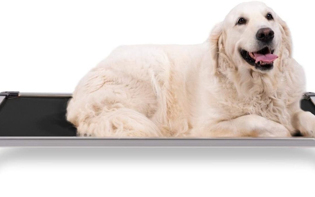 Best Raised Dog Beds 2022